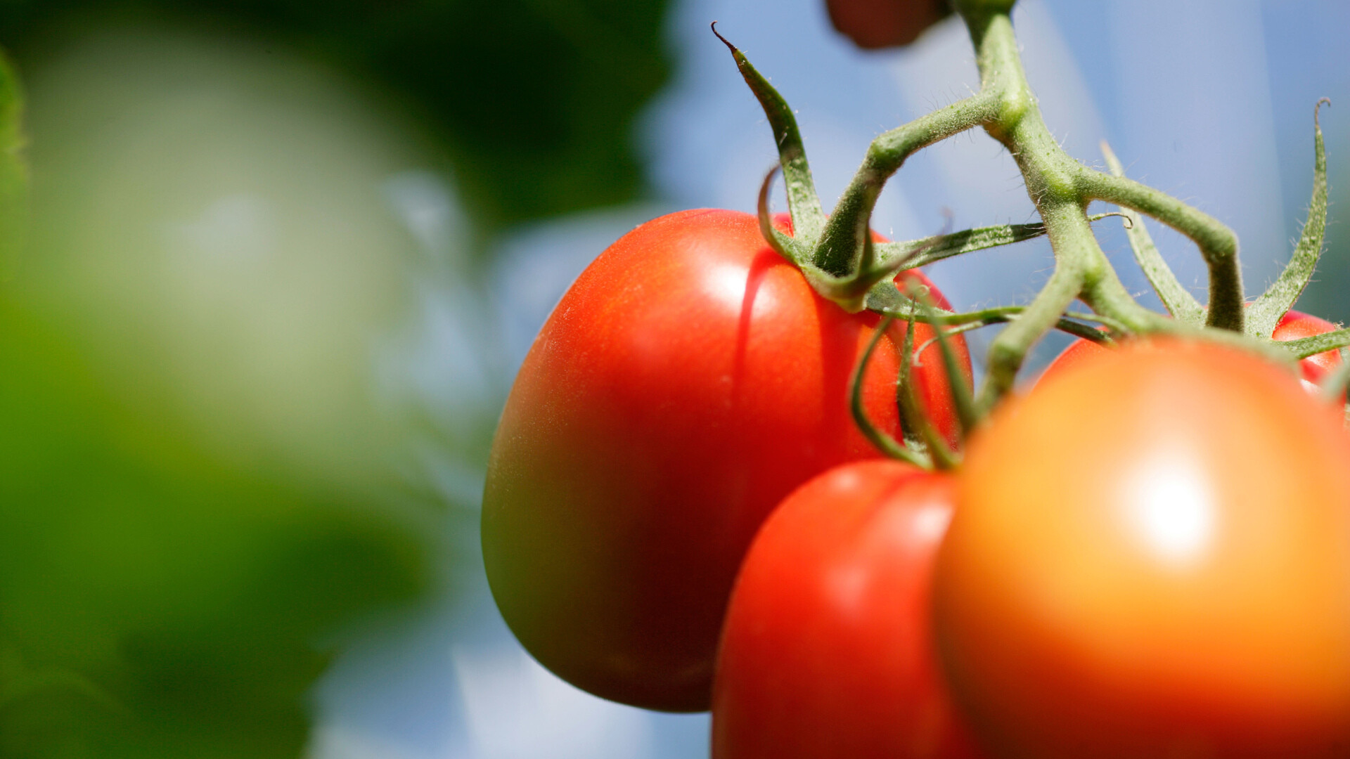Tomatoes grown in Grodan
